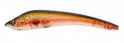 koolie-minnow-nrt-2.jpg